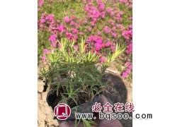 丛生福禄考图1