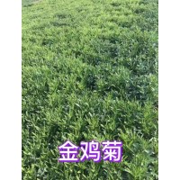 大花金鸡菊苗 宿根花卉 金鸡菊量大价低 金源宿根花卉专供