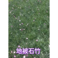 石竹 地被石竹 耐寒旱 绿化带花卉景观地被植物 金源宿根花卉