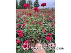 大花月季 盆栽小苗 花色丰富 花坛种植 园林绿化 丰业花卉图1