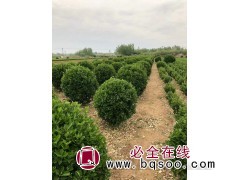 大叶黄杨球图1