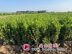 瓜子黄杨 小灌木 耐修剪易成型 城市绿化种植 宁和花卉苗木图1