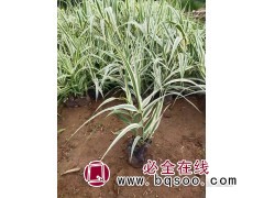 售花叶芦苇 根茎发达 圆锥花序 水生植物 净化污水 宁和花卉图1