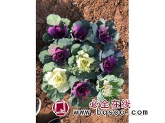 羽衣甘蓝图1