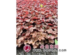 红叶矾根图1