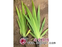 大花萱草苗 草坪绿化用大花萱草 发货快 丰业花卉苗木园艺场图1