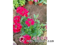 草花美女樱 美女樱小苗 花色丰富 植株低矮 花坛 丰业花卉图1