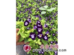 三色堇 耐寒性较好 露天栽种 三色堇小苗价格 丰业花卉苗木图1