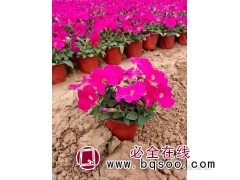 垂钓牵牛 广场摆放花柱种植 移栽成活高 易管理 丰业花卉苗木图1
