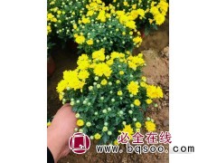 国庆菊摆放造型 城市环境美化花坛花带 颜色艳丽 丰业花卉苗木图1