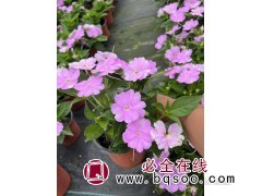 售非洲凤仙花苗 城市绿化景观花卉 庭园阳台点缀 丰业花卉苗木图1
