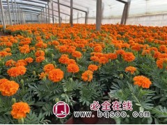 万寿菊 花期长 喜温暖气候 基地种植 观赏性好 丰业花卉图1