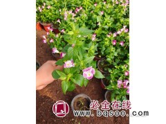 夏堇花 租摆花卉 园林绿地花海植物 蓝翅蝴蝶草 宁和花卉图1