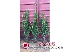 北海道黄杨 1-2米高北海道黄杨价格 青州花卉 林政花卉苗木图1