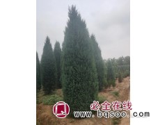1-6米北京桧 北京桧造型 河北北京桧造型价格 李岩苗木基地图1