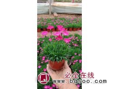 双色盆欧石竹 耐旱耐寒花期长俗称开花的草坪 林政花卉苗木图1