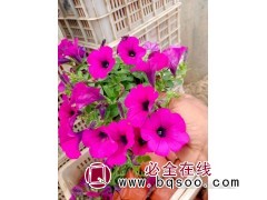 矮牵牛花 垂吊牵牛钵苗价格 牵牛花价格 青州林政花卉苗木图1
