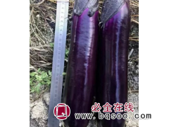 紫红茄子种子 短棒型 耐热性好 烧烤专用茄子 嘉力和种子图1
