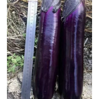 紫红茄子种子 短棒型 耐热性好 烧烤专用茄子 嘉力和种子