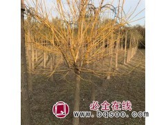 黄金槐图1