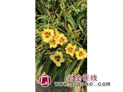 紫蝶萱草 萱草苗销售 萱草绿化专用苗 萱草 秦皇岛晨曦苗木图1