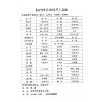 0.5-2米高侧柏大量售 东北侧柏价格 彰武绿化造林苗木基地