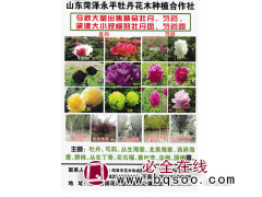 牡丹苗 从当年嫁接苗到大规格苗 菏泽牡丹 永平牡丹花木合作社图1