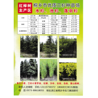 一年生水杉小苗 2-30公分水杉价格 三杉种苗场 精品水杉