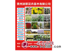 松果菊小苗 松果菊杯苗 荷兰菊 时令草花销售 青州润景花卉图1