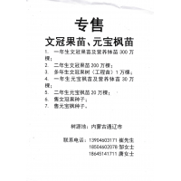 一年生文冠果苗及营养钵苗300万棵 内蒙古通辽市 文冠果苗