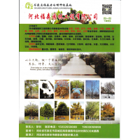 白蜡树 白蜡行道树 6-12公分精品白蜡价格 河北福森园林