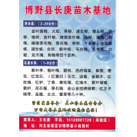 2-20公分金叶国槐 河北国槐基地 博野县长庚苗木基地