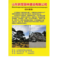 樱花基地 山东樱花价格表 5-20公分樱花树 山东鹏莹园林