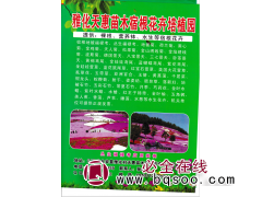 裸根/营养杯苗 宿根花卉 鞍山花卉苗 天惠苗木宿根花卉培植园图1