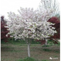 樱花树 日本樱花价格 5-15公分樱花基地 西安云杰苗木