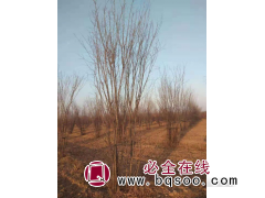 茶条槭价格 丛生茶条槭 大规格茶条槭 陕西栩林生态园林图1