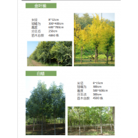 金叶榆10cm-24cm（分支点2.5m）陕西北星花木园林