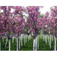 关山樱花、普贤象樱、晚樱 八大系列樱花树 西安柏森园林