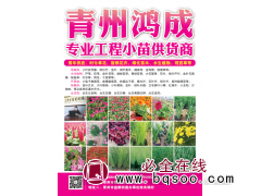 水蜡 金叶水腊 水腊绿篱苗 青州花卉 鸿成园艺 园林工程小苗图1