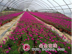 欧石竹 欧石竹小苗销售 西安欧石竹基地 ​陕西晴川园林景观图1