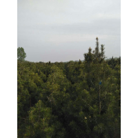 油松树 陕西油松基地 油松价格表 白鹿原宏景生态种植园