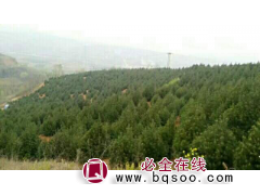 有1-4米的优质成型白皮松树苗10000余株 绿兴白皮松苗圃图1