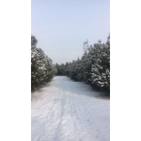 蓝田县聚庆苗圃专业销售 白皮松 、油松、华山松