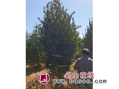 白皮松图1