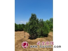 白皮松图2
