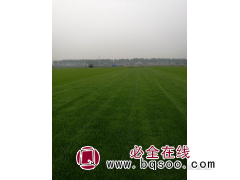 ​俊叶千亩草皮户县基地常年供应草皮 百慕大、早熟禾销售图1