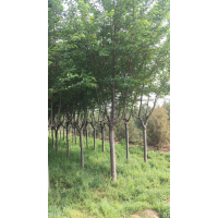 樱花 樱花树 1500亩苗木基地 园林绿化 陕西碧岭园林景观