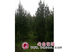 红豆杉、白皮松 陕西苗木基地 锦秀山川生态园林工程建设图1