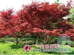 红枫树价格 西安红枫基地 红枫 韩城市绿兴园林苗木有限公司图1
