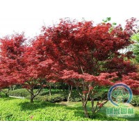 红枫树价格 西安红枫基地 红枫 韩城市绿兴园林苗木有限公司